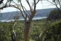 Waterfront Part Acreage, 2 Lots, totalling 2,353 m2, East Side of Macleay