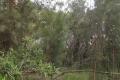 Bush setting