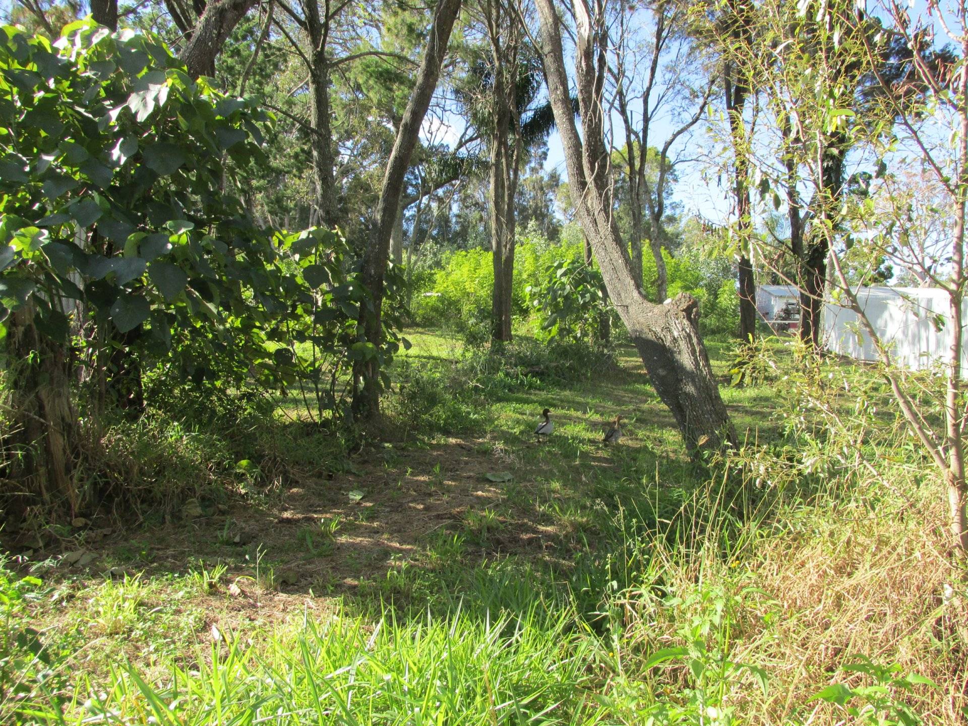 150 High Central Road, Macleay Island, Macleay Island - Thumbnail 4