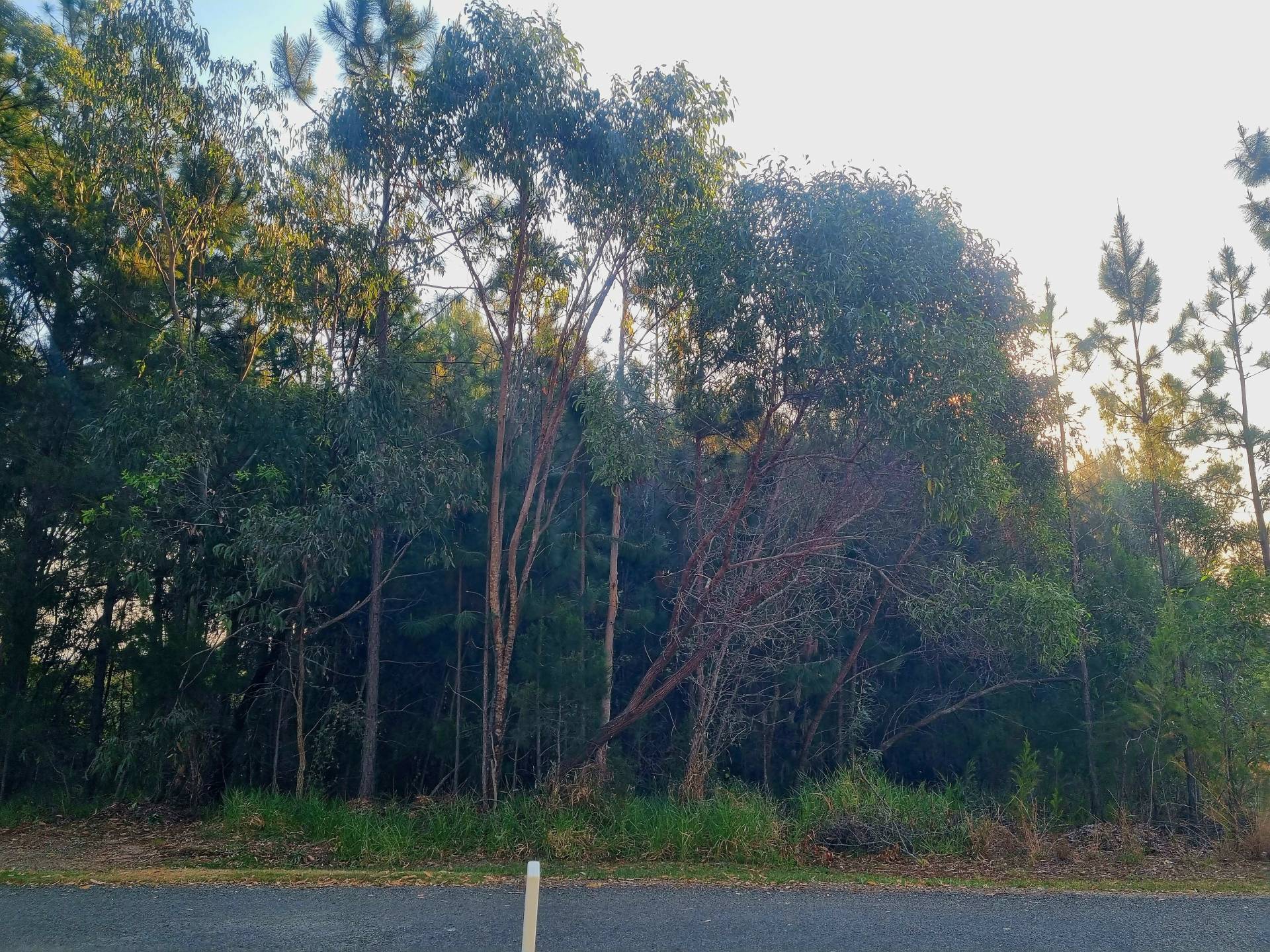 19 Piccaninny St, Macleay Island, Macleay Island - Thumbnail 5