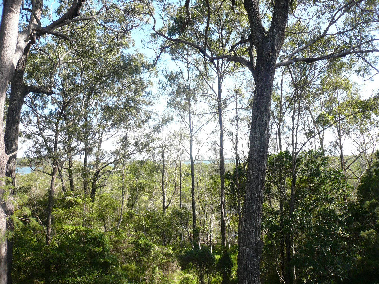 4 Eagle Street, Macleay Island, Macleay Island - Thumbnail 4