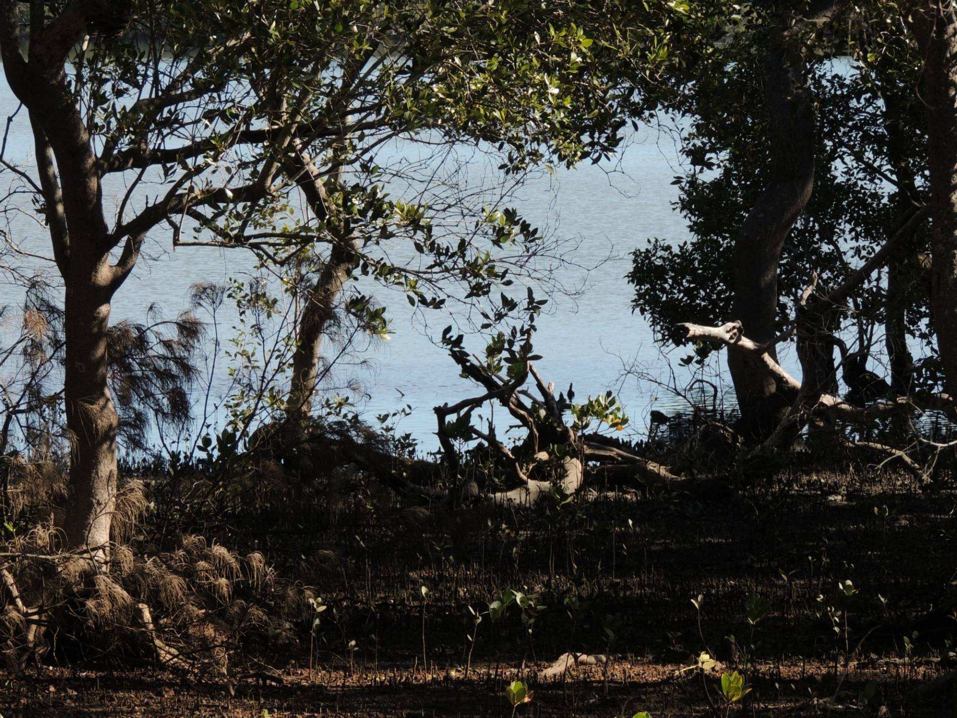 46-48 Calm Waters Crescent, Macleay Island, Macleay Island - Thumbnail 3