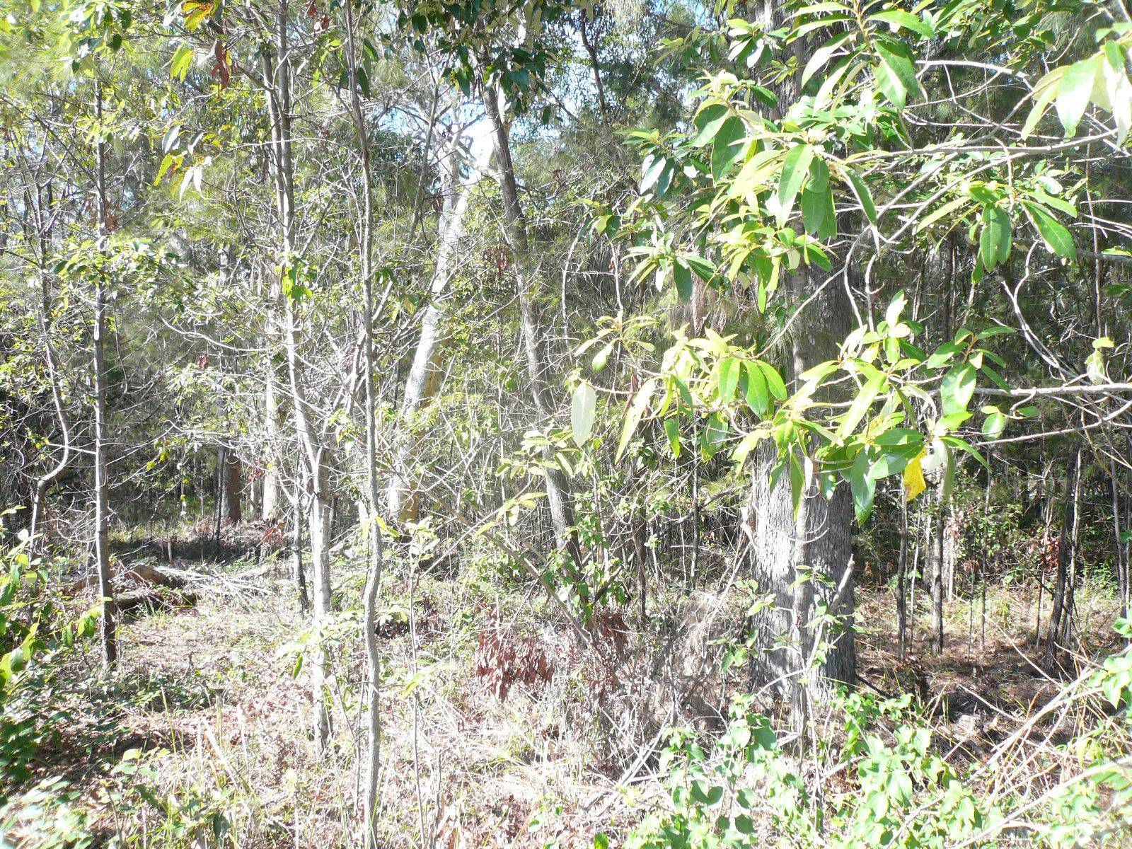7 Oomool Street, Macleay Island, Macleay Island - Thumbnail 4