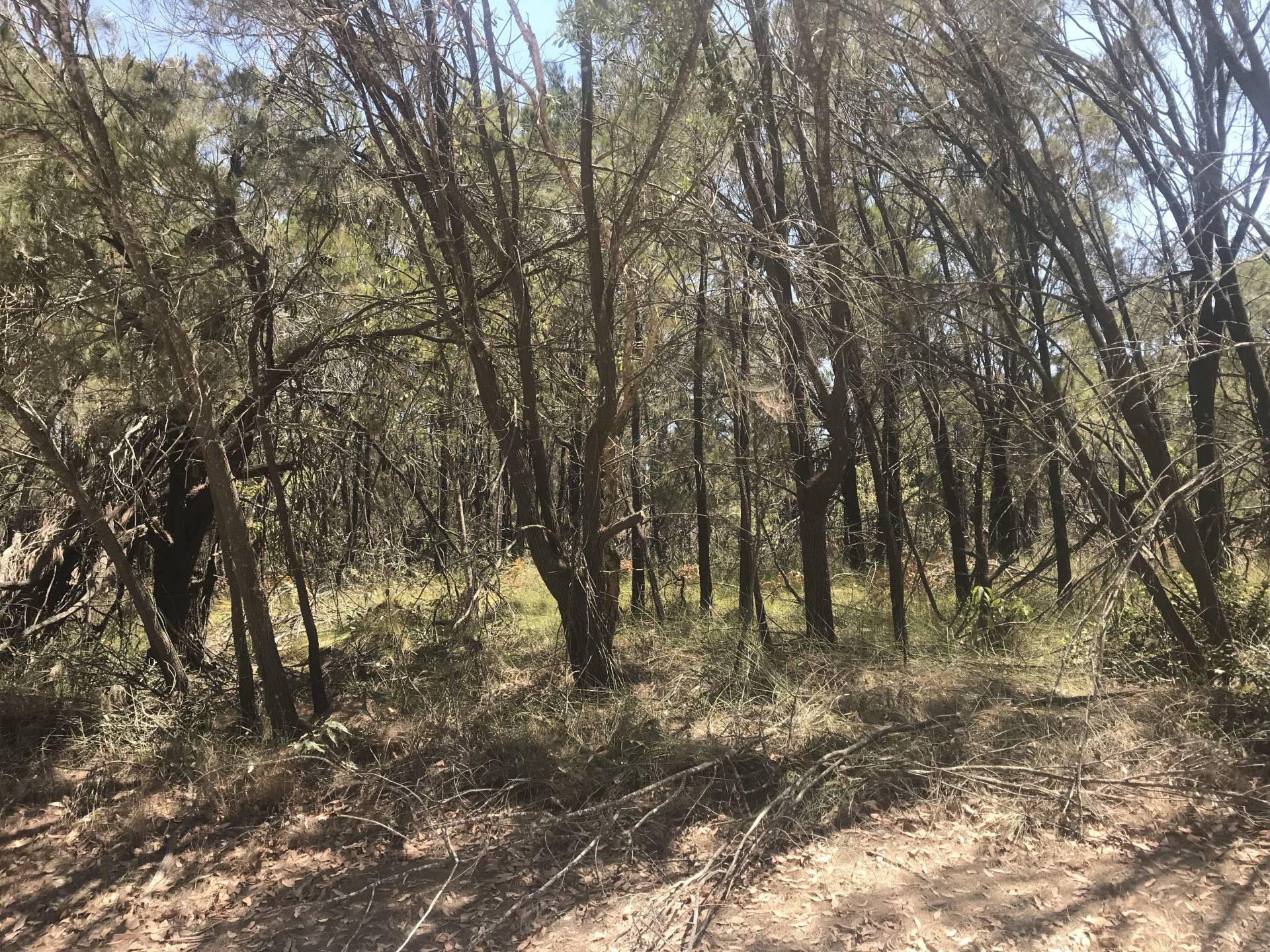 17 Cathy St, Macleay Island, Macleay Island - Thumbnail 2