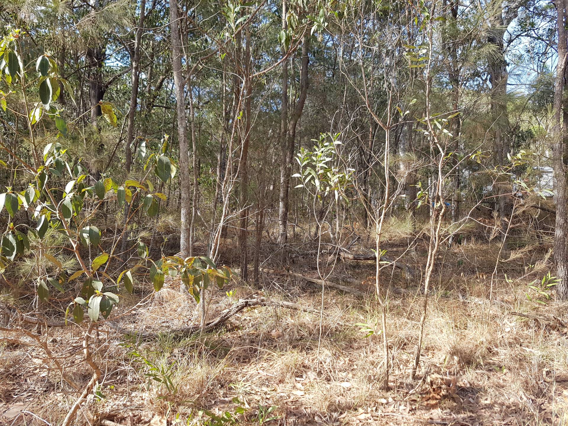 31 Waikiki Beach Rd, Russell Island, Russell Island - Thumbnail 2