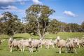 Home Amongst the Gum Trees.