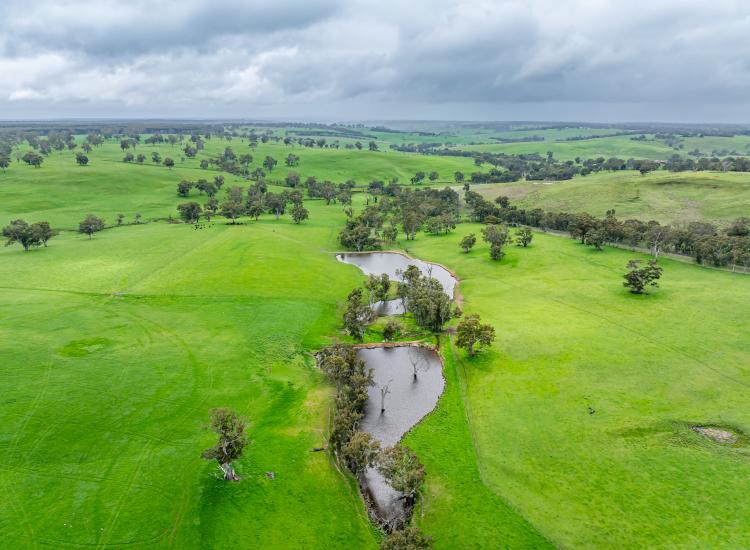 Big Dams, New Fencing, Strong Grazing