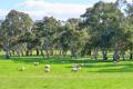 Well worth a look! 208 Acres close to Penola.