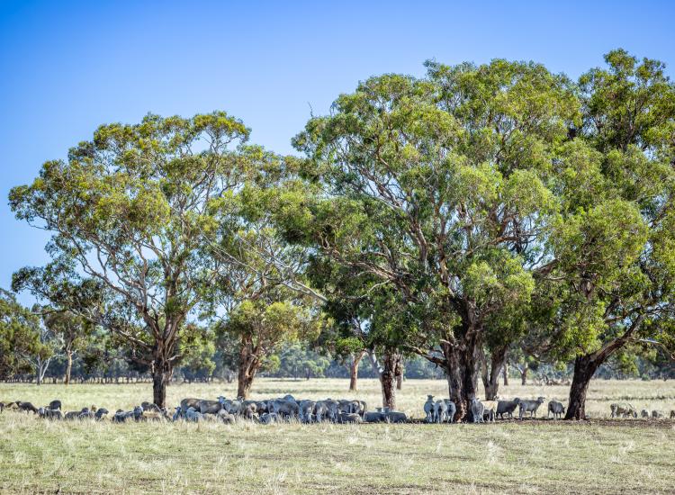 "Ginge's" 524 Bool Lagoon West Road, Bool Lagoon via Naracoorte SA 5271