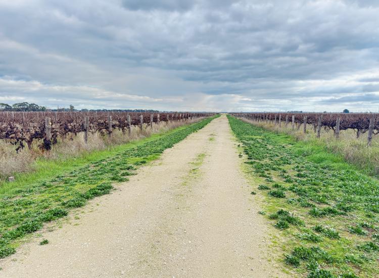 123 Acres of Prime Irrigated Cropping/Grazing/Horticultural Land Minutes from Penola