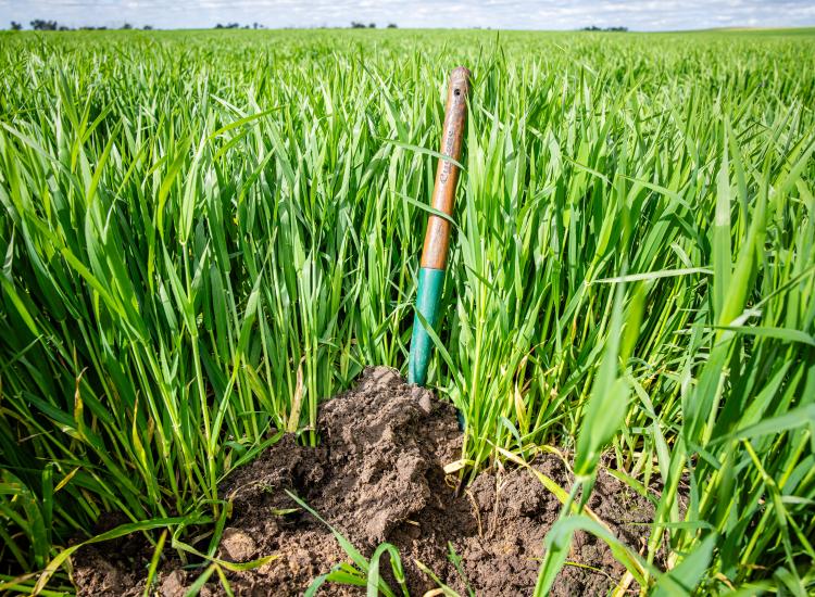 Turn Key Blue Ribbon Farming