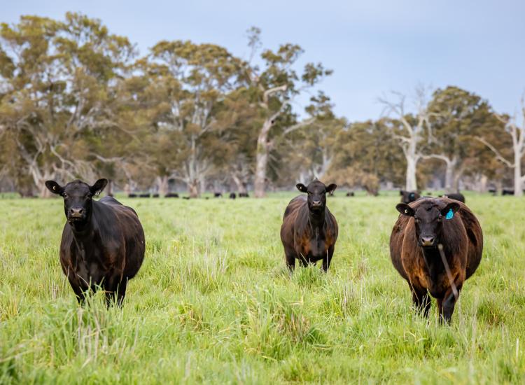 BULLARA - TURNKEY GRAZING