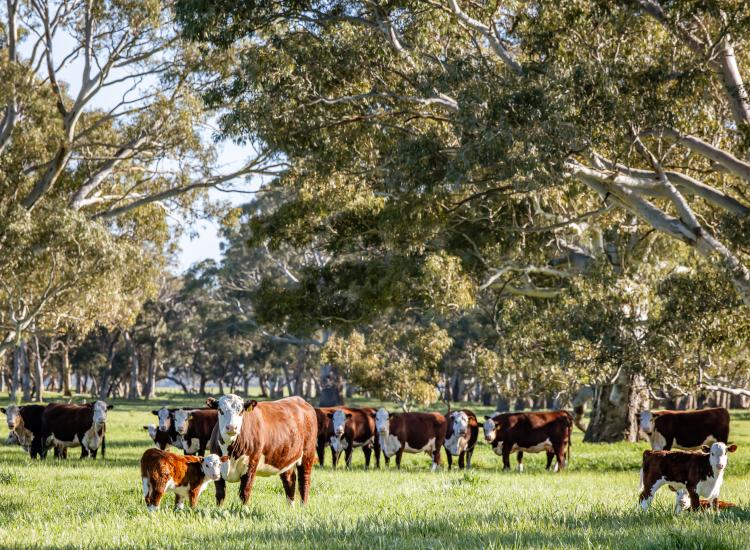 Expressions of Interest Close 3rd December 2026