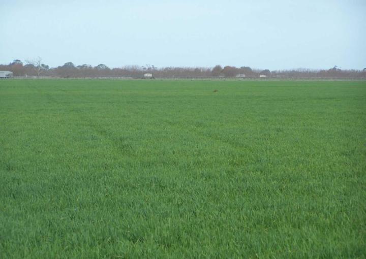 Coonawarra