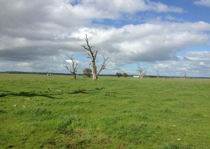 Lot 463 Clezey Lane, Naracoorte