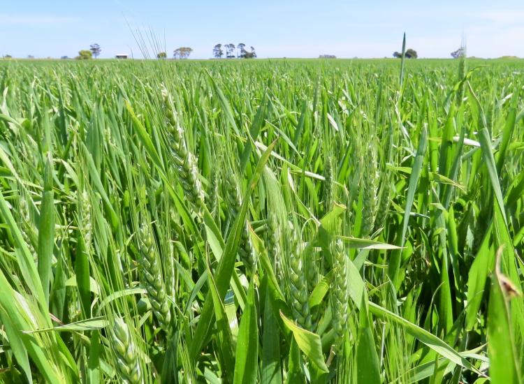 Prime Horticultural Allotment - Coonawarra