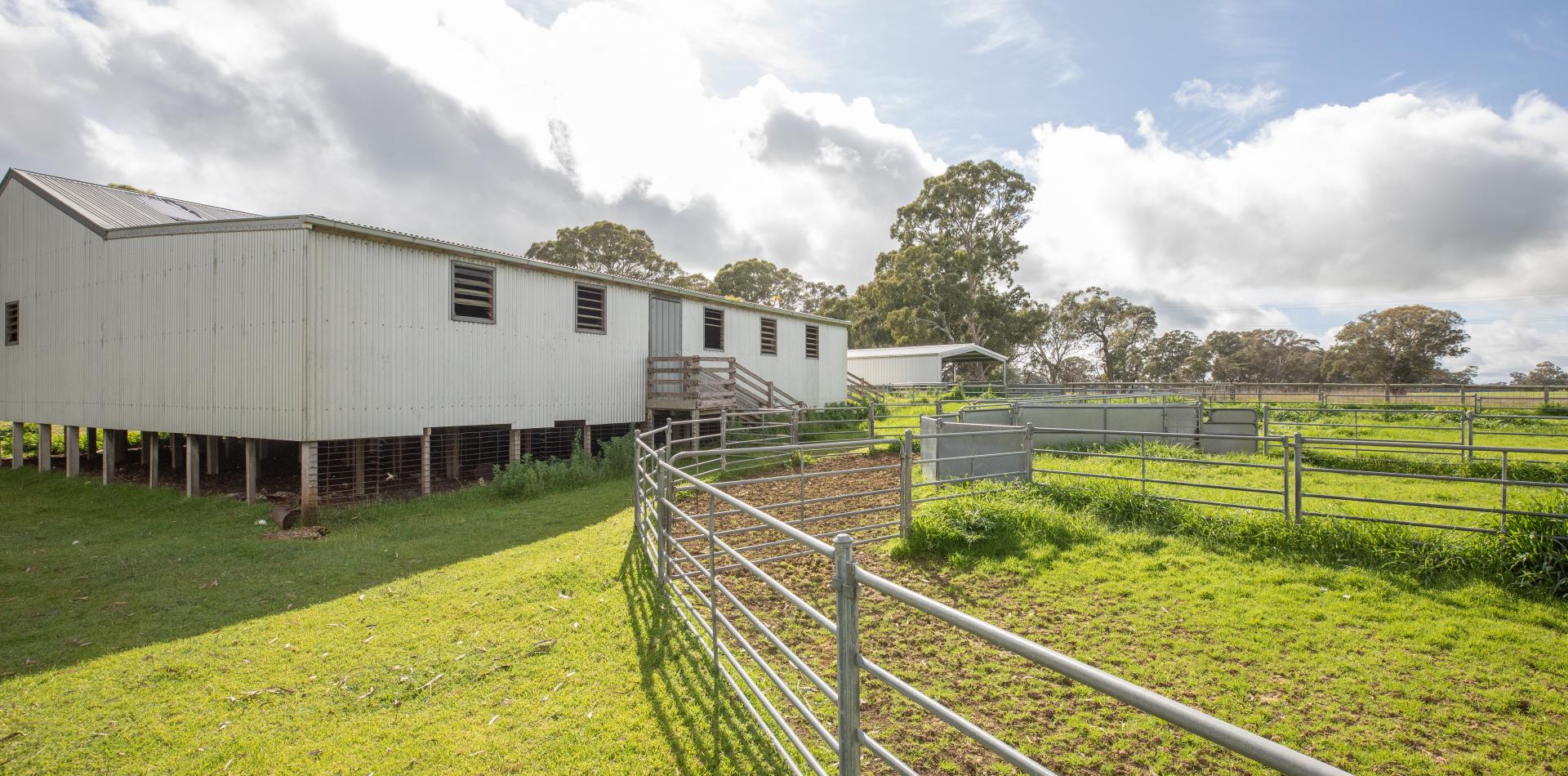 HEAVY AND PRODUCTIVE TDC Livestock and Property