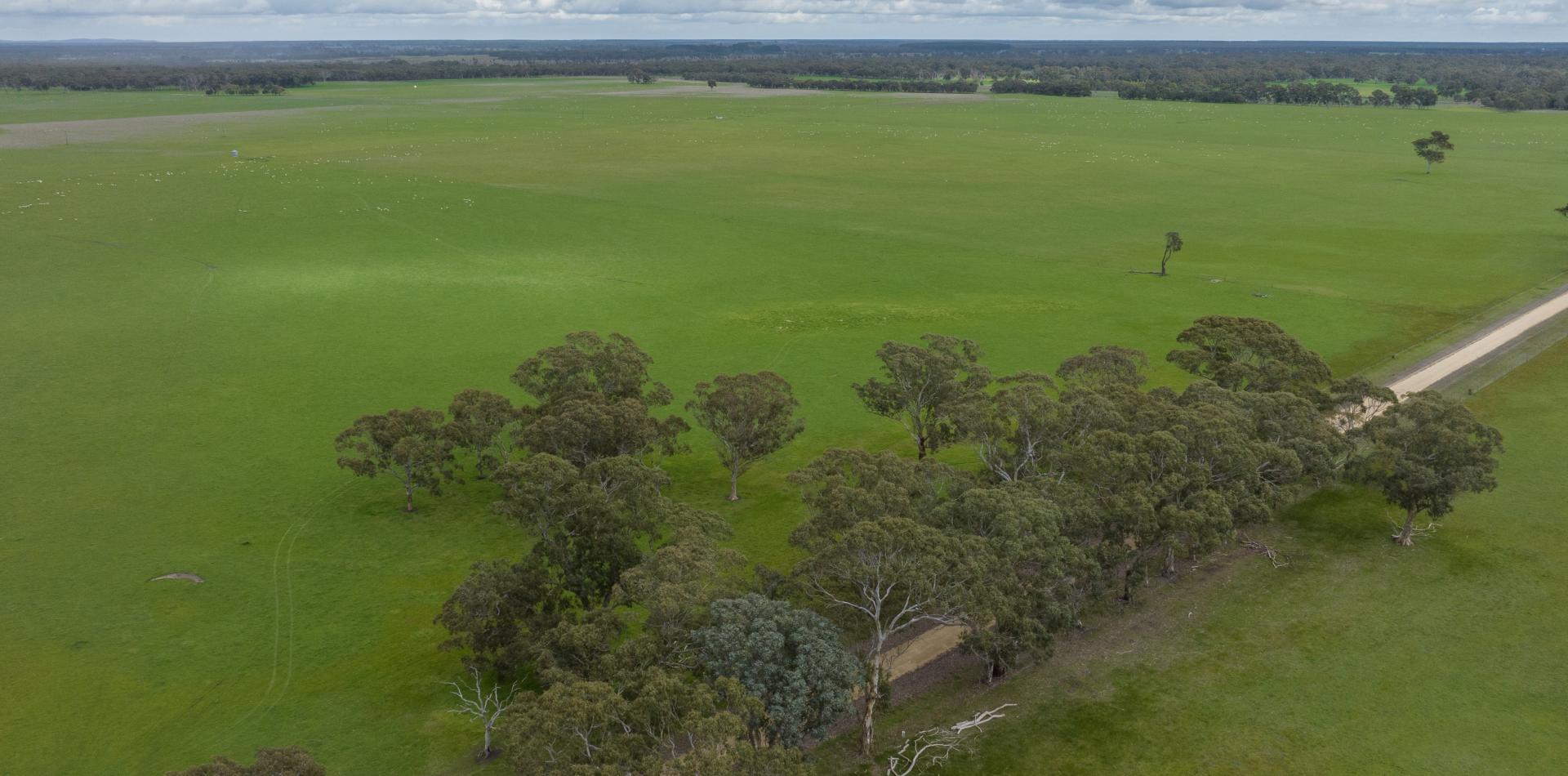 HEAVY AND PRODUCTIVE TDC Livestock and Property