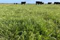 RENOVATED HOME + LOW MANAGEMENT GRAZING