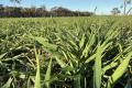 Cropping, Grazing & Lifestyle