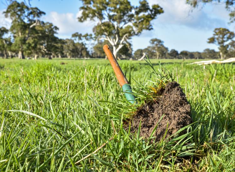 Premier Blue-Ribbon Grazing