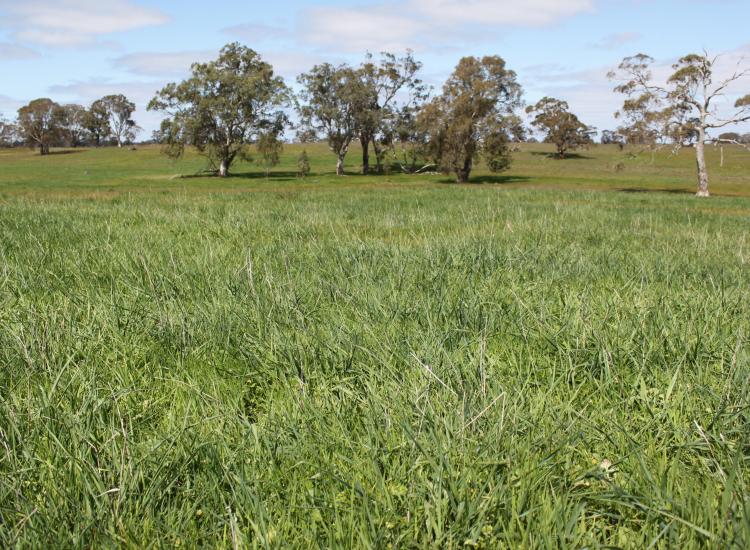 Warm Grazing Country