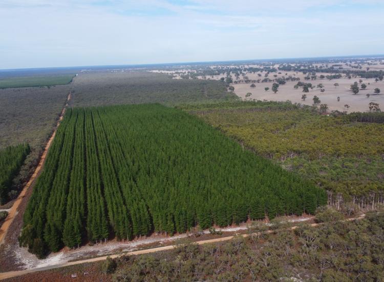 $415,000 - Mixed Forestry and Picturesque Native Vegetation