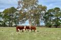 Grazing Land on the Edge of Edenhope