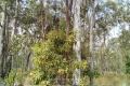 See past the shrubs and trees....