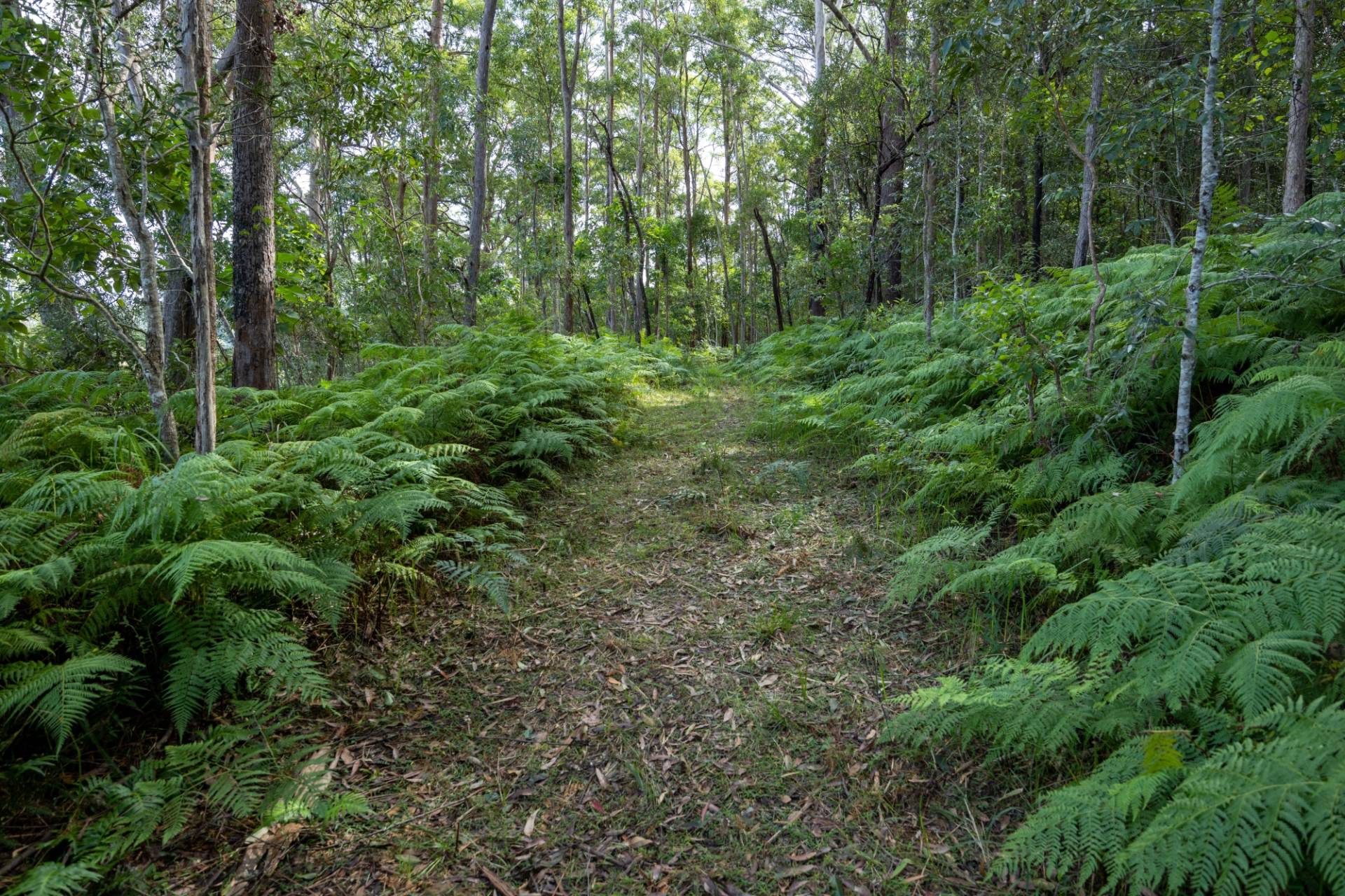 281 Paynters Creek Road, Rosemount - Thumbnail 6
