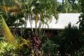 Your Own Tropical Fruit Orchard !