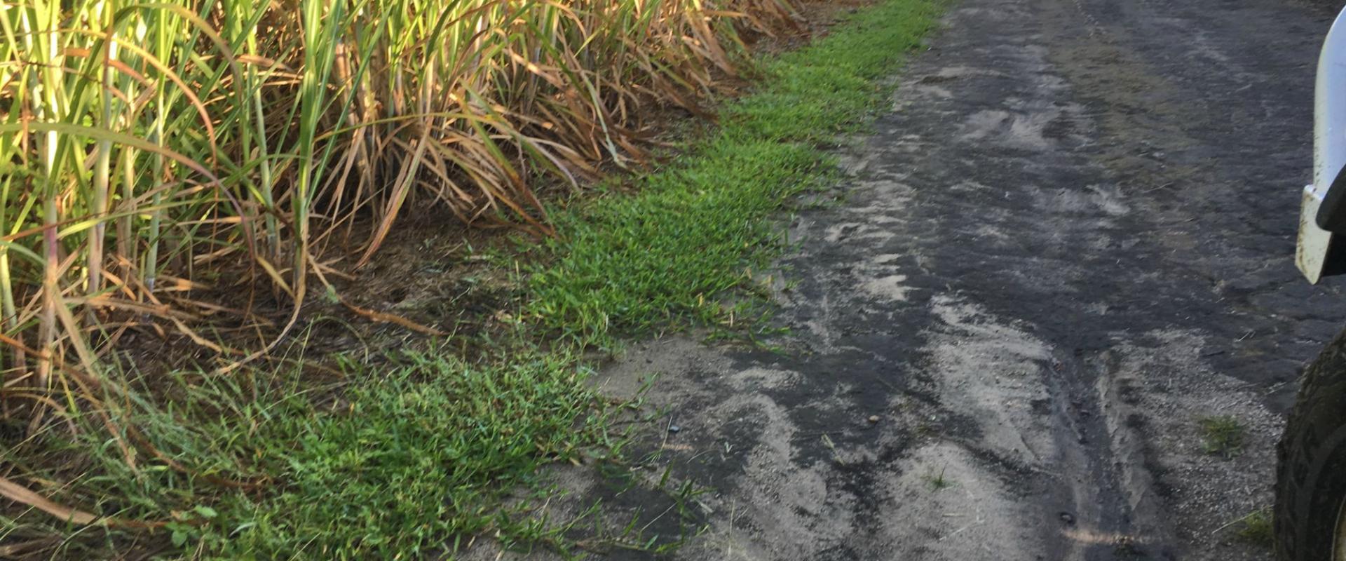 Tully Realty Cane farm in Silkwood Area