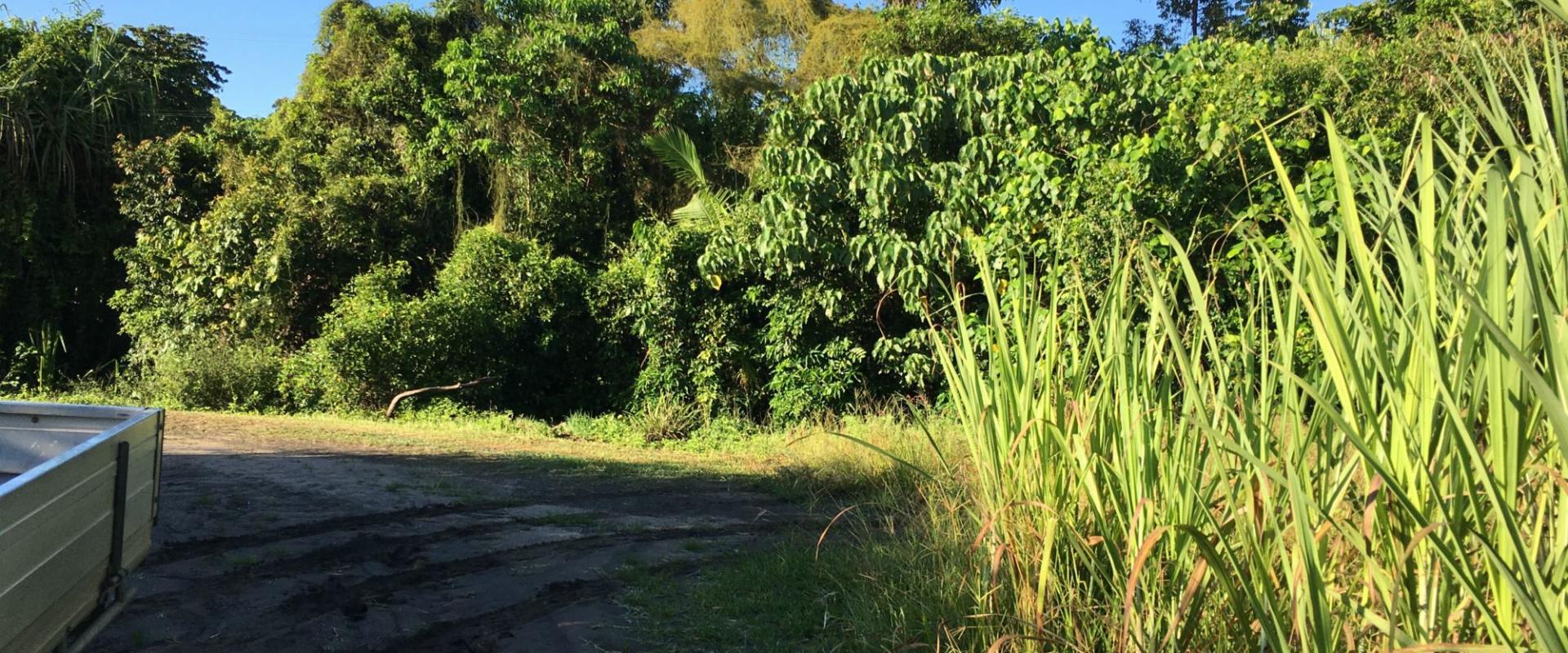 Tully Realty Cane farm in Silkwood Area