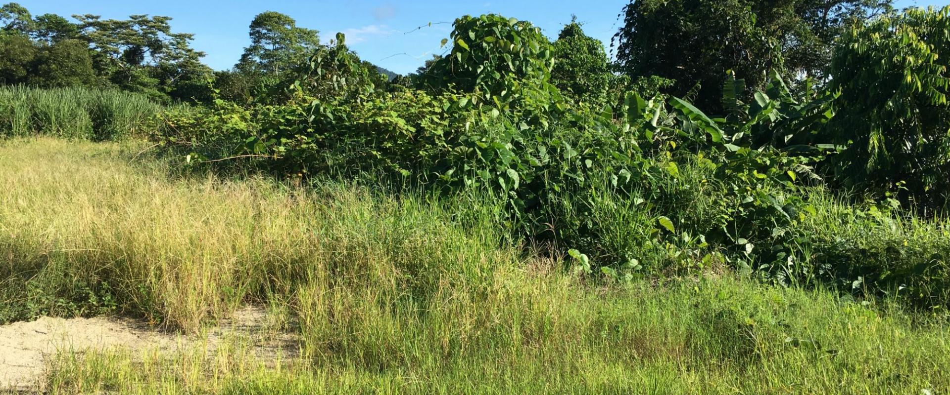 Tully Realty Cane farm in Silkwood Area