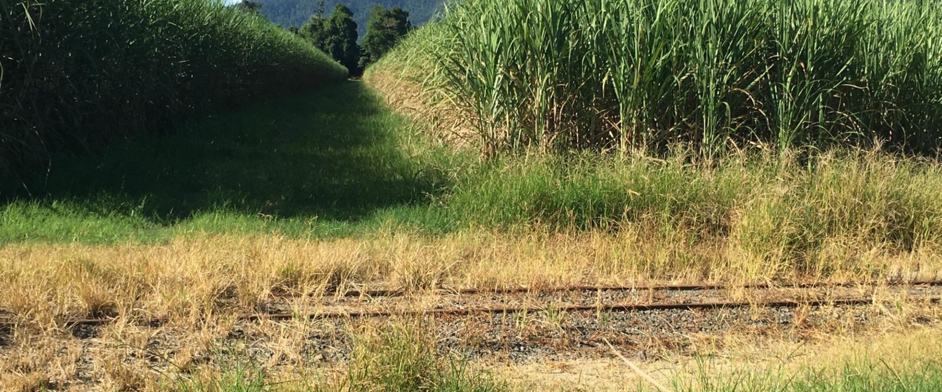 Tully Realty Cane farm in Silkwood Area