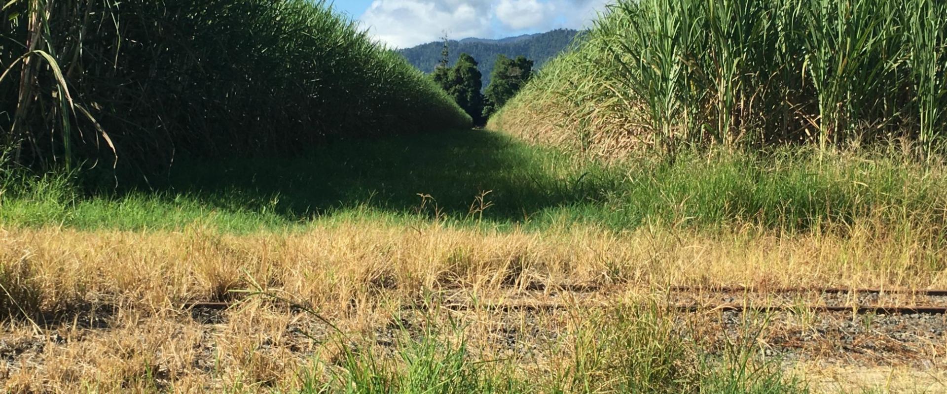Tully Realty Cane farm in Silkwood Area