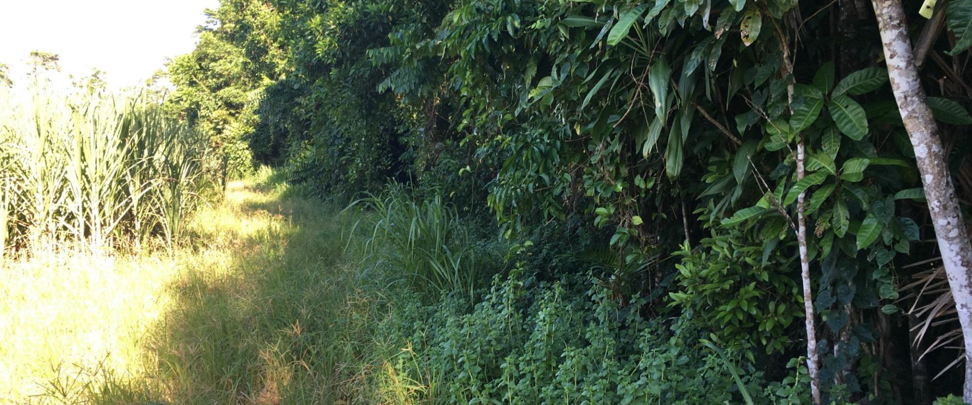 Tully Realty Cane farm in Silkwood Area