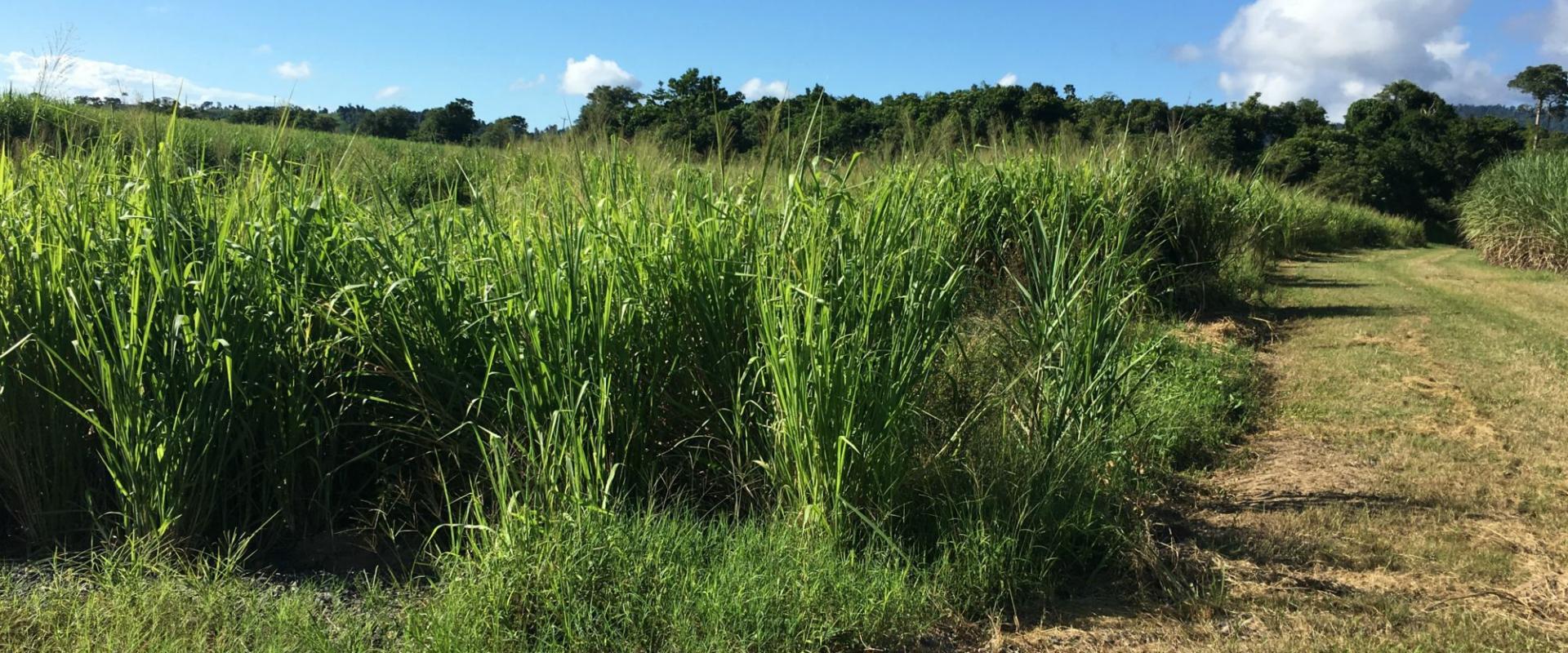 Tully Realty Cane farm in Silkwood Area