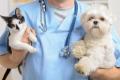 SOLD & MORE WANTED: Vet Clinic / Animal Hospital for sale ST1267RW