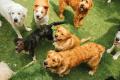 SOLD & MORE WANTED: Premium Pet Resort, Boarding Kennels business for sale with a Property SR1389
