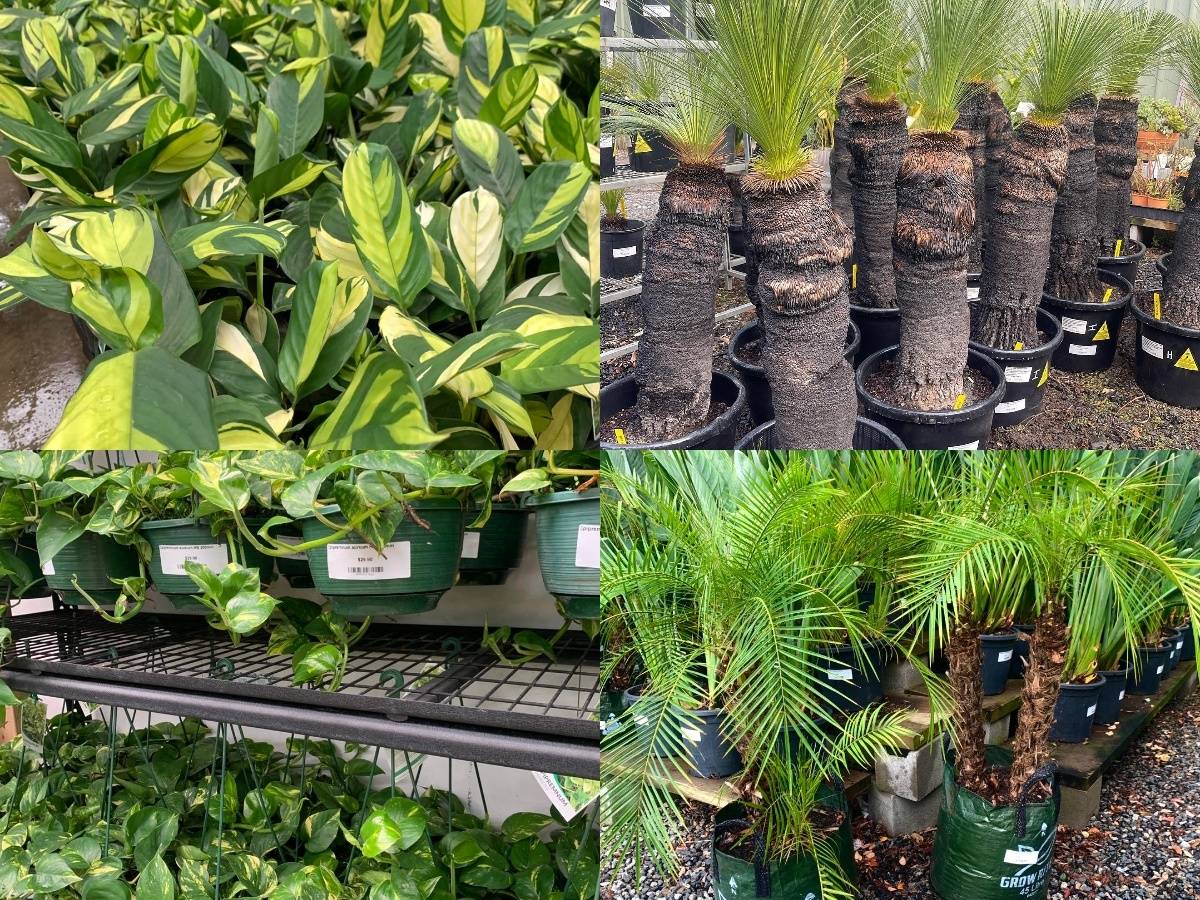 Profitable WHOLESALE Nursery and Gardens Supplies business for sale ST1420 Vic Brokers