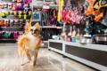 Profitable Pet Food and Supplies (South Eastern Suburbs) MW1504