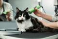 Well Established Cat Grooming Business For Sale (Under Contract) - PF1513