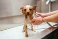 Thriving Luxury Mobile Dog Grooming Business - MW1519