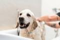 Thriving Luxury Mobile Dog Grooming Business - MW1519