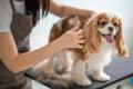 Thriving Luxury Mobile Dog Grooming Business - MW1519