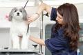 Thriving Luxury Mobile Dog Grooming Business - MW1519