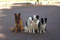 Melbourne’s Go-To Dog Training Business PF1536