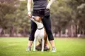 Melbourne’s Go-To Dog Training Business PF1536