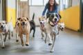 Doggy Daycare Business for sale in Eastern Suburb ST1552